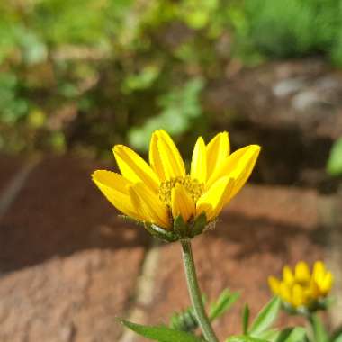 Bidens Aurea