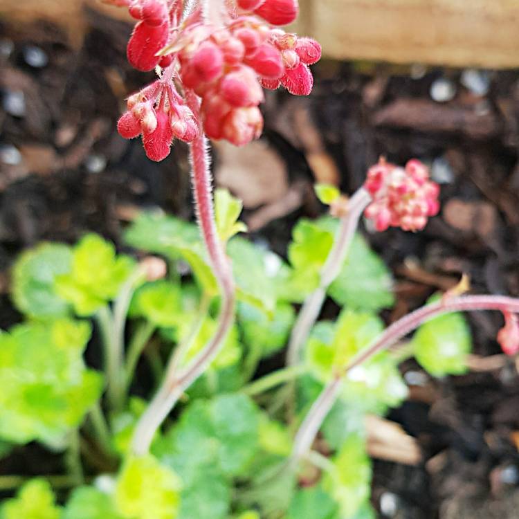 Plant image Heuchera 'Leuchtkafer' syn. Heuchera 'Firefly'