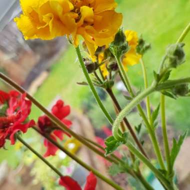 Geum 'Mrs J. Bradshaw' syn. Geum chiloense 'Mrs J. Bradshaw'