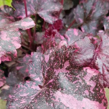 Heuchera 'Midnight Rose'