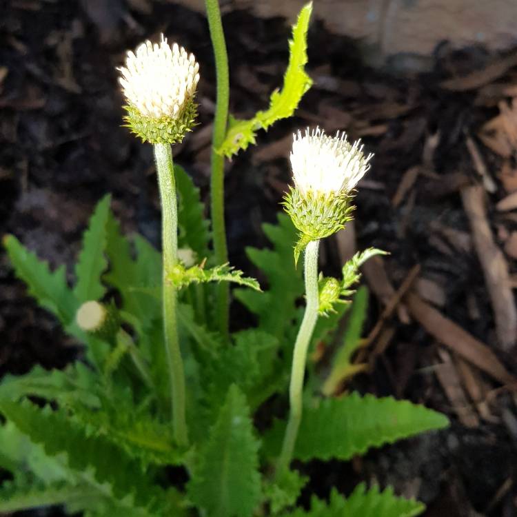 Plant image Cirsium rivulare 'Lowcir' syn. Cirsium rivulare 'Frosted Magic'