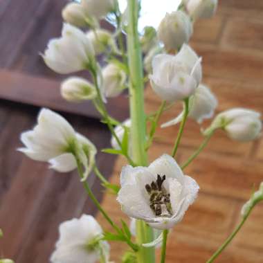 Delphinium 'Magic Fountains White Dark Bee'