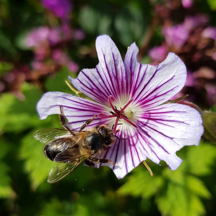 Plant image Geranium macrorrhizum 'Album'