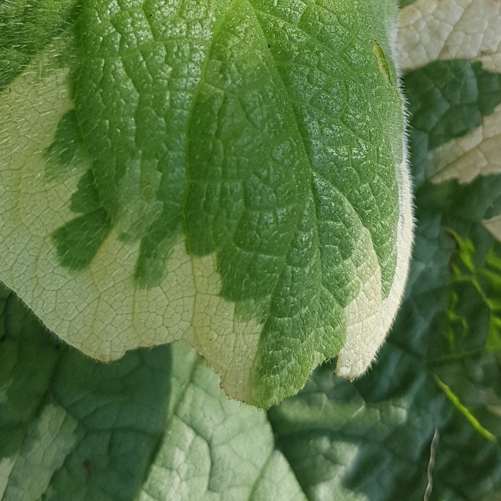 Plant image Brunnera macrophylla 'Hadspen Cream'