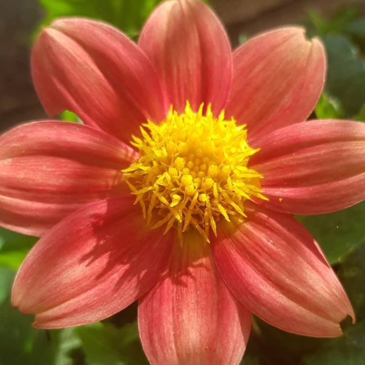 Plant image Dahlia 'Happy Single™ Date'