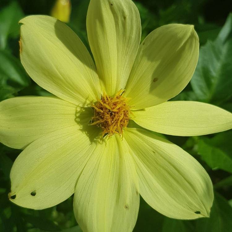 Plant image Dahlia 'Hdle105' (Happy Days Series) syn. Dahlia 'Happy Days Lemon'