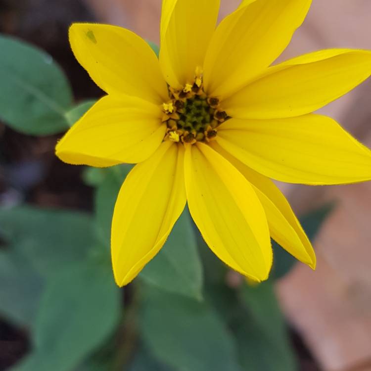 Plant image Helianthus 'maximilianii'