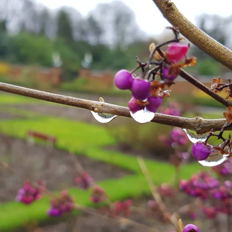 Plant image Callicarpa Bodinieri