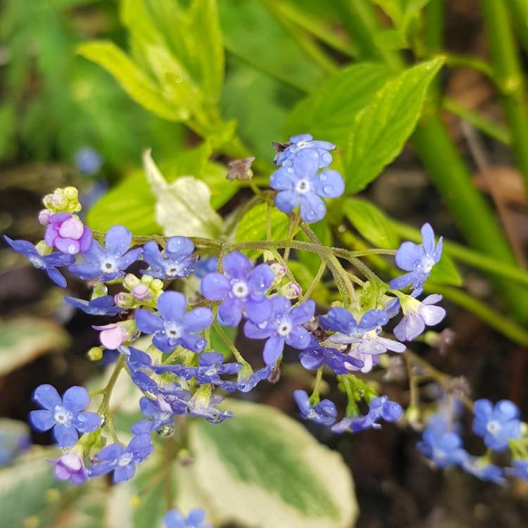 Plant image Brunnera macrophylla 'Hadspen Cream'