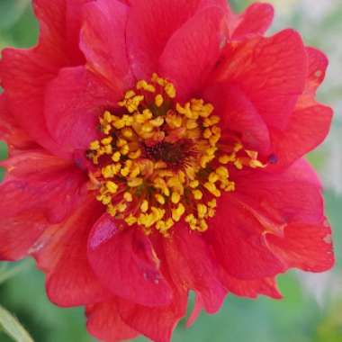 Geum 'Mrs J. Bradshaw' syn. Geum chiloense 'Mrs J. Bradshaw'