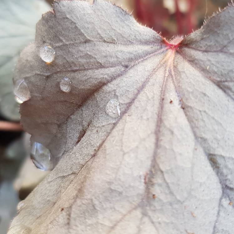 Plant image Heuchera 'Silver Gumdrop' (Dolce Series)