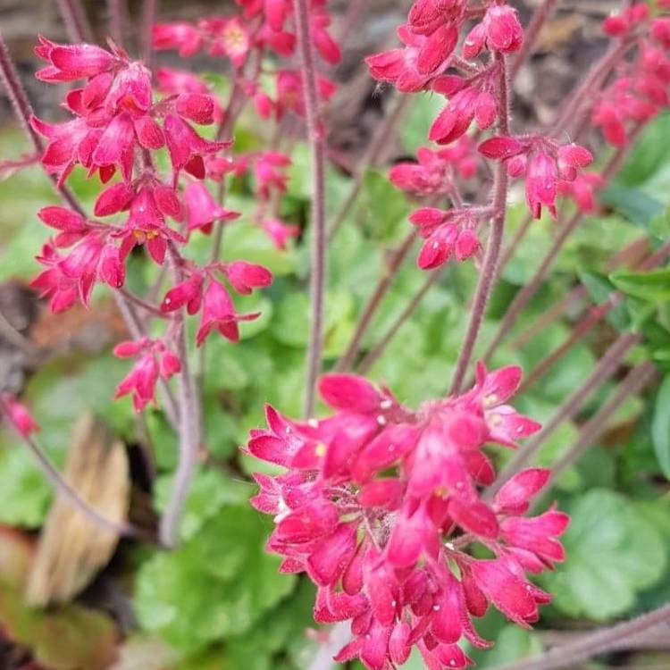 Plant image Heuchera sanguinea 'Ruby Bells'