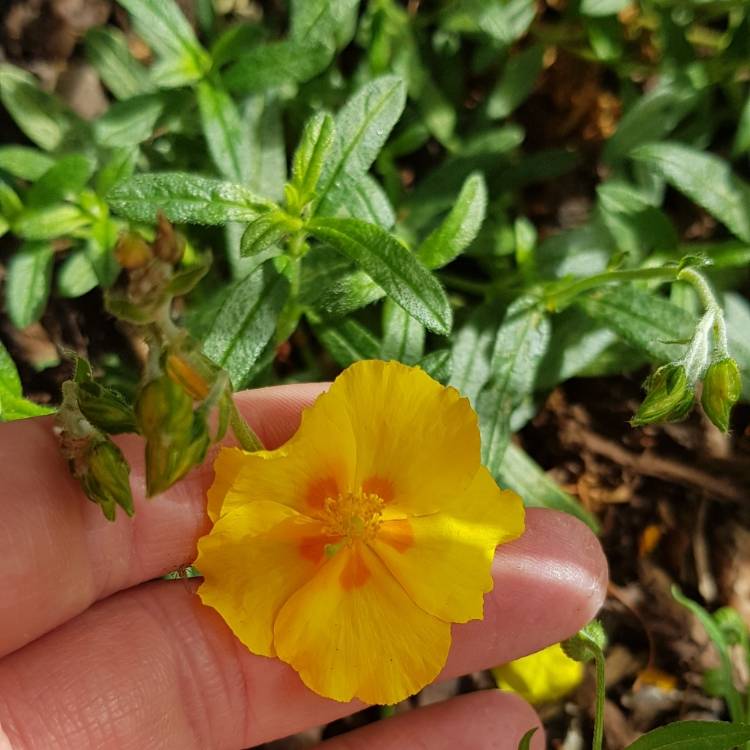 Plant image Helianthemum nummularium 'Wisley Primrose'