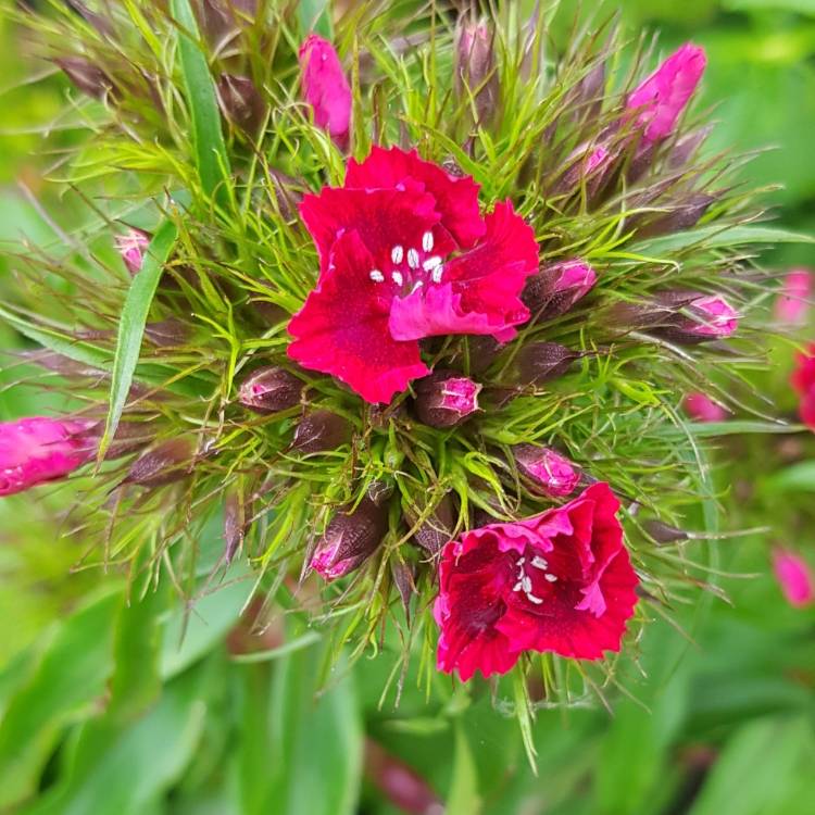 Plant image Dianthus barbatus 'Auricula-eyed Mixed'