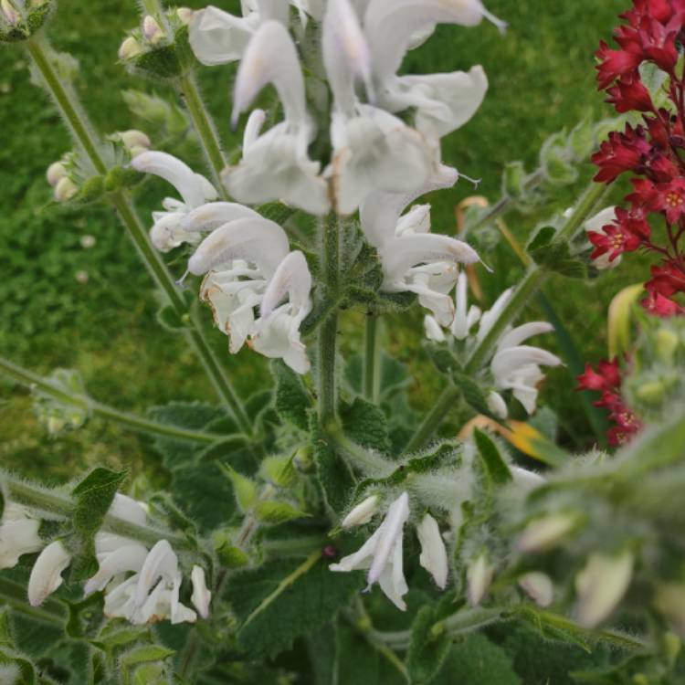 Plant image Salvia Argentea