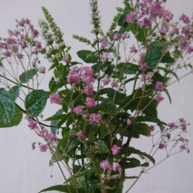 Mentha spicata var. crispa 'Moroccan'