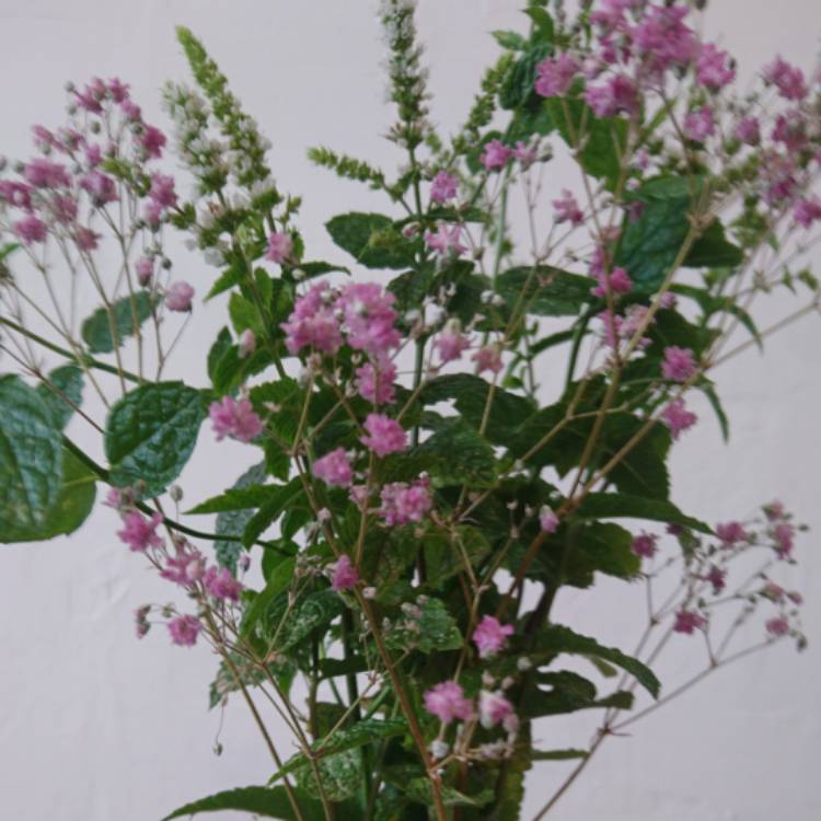 Plant image Mentha spicata var. crispa 'Moroccan'