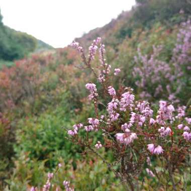 Calluna vulgaris