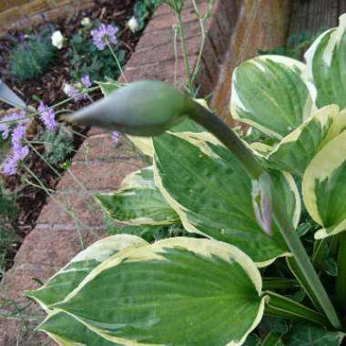 Hosta