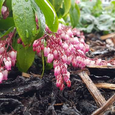 Pieris japonica 'Katsura'