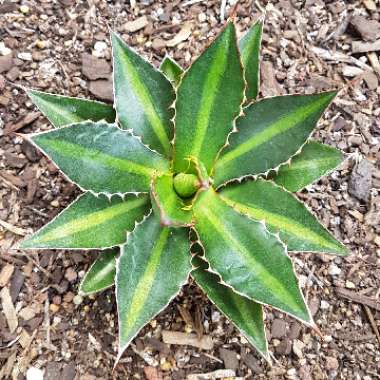 Agave lophantha 'Splendida'