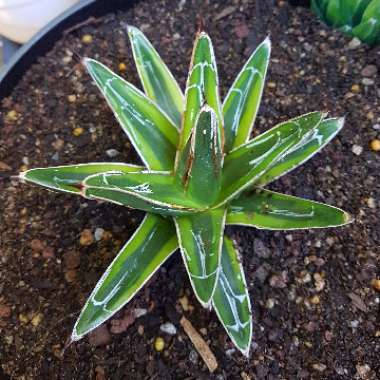 Agave victoriae-reginae 'Golden Princess'