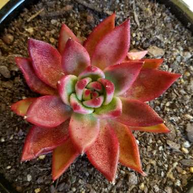 Echeveria Agavoides Frank Reinelt