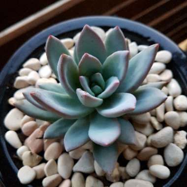 x Pachyveria Powder Puff