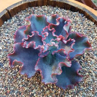 Echeveria Zorro