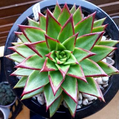 Echeveria Agavoides Red Edge