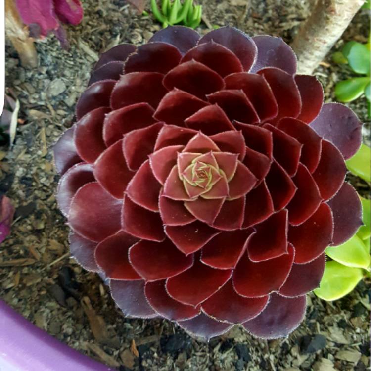 Plant image Aeonium Short Black