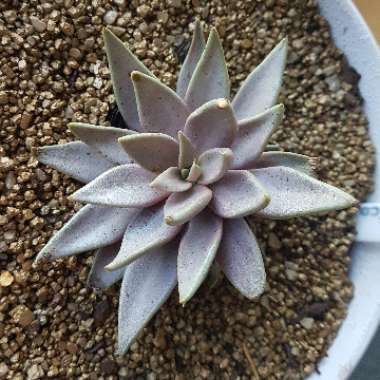 Echeveria Gibbiflora Metallica