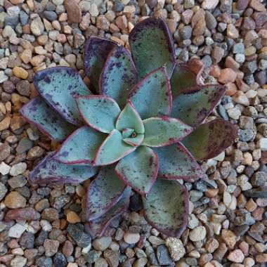 Echeveria Riga