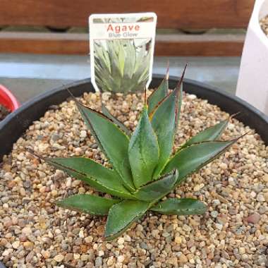 Agave 'Blue Glow'