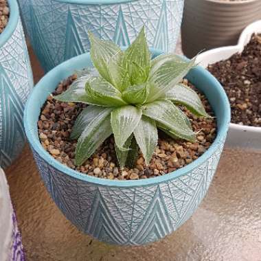 Haworthia Cymbiformis var. Grey Ghost