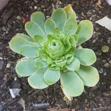 Aeonium Aureum