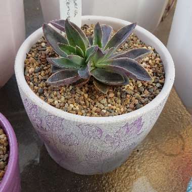 Echeveria Racemosa fa. Ballad