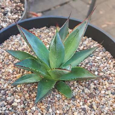 Agave 'Blue Glow'