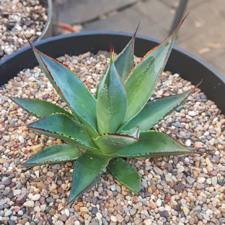 Plant image Agave 'Blue Glow'