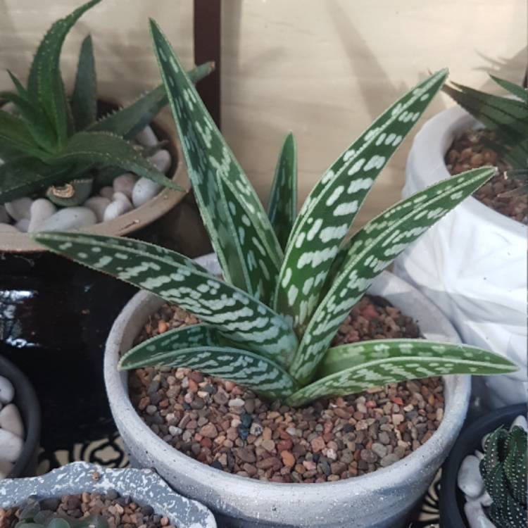 Plant image Aloe 'Partridge Breast'