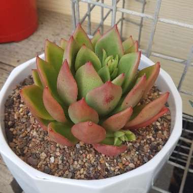 Echeveria Agavoides Red top