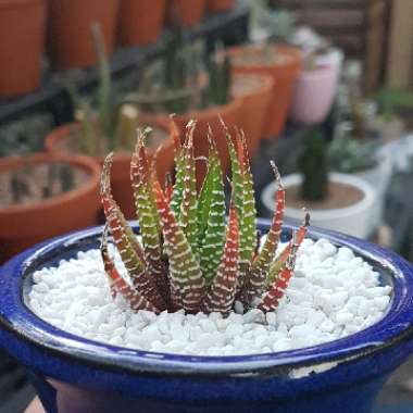 Zebra Cactus 'Big Band'