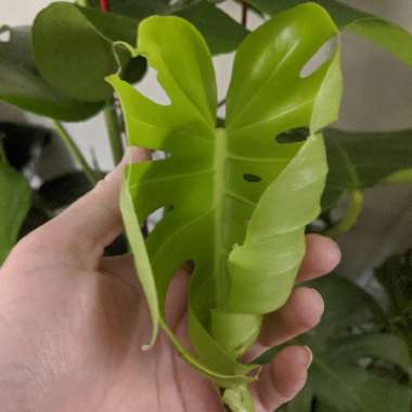 Monstera deliciosa