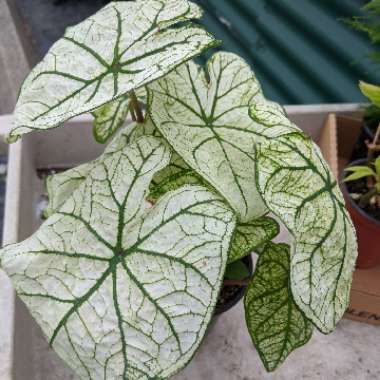 Caladium