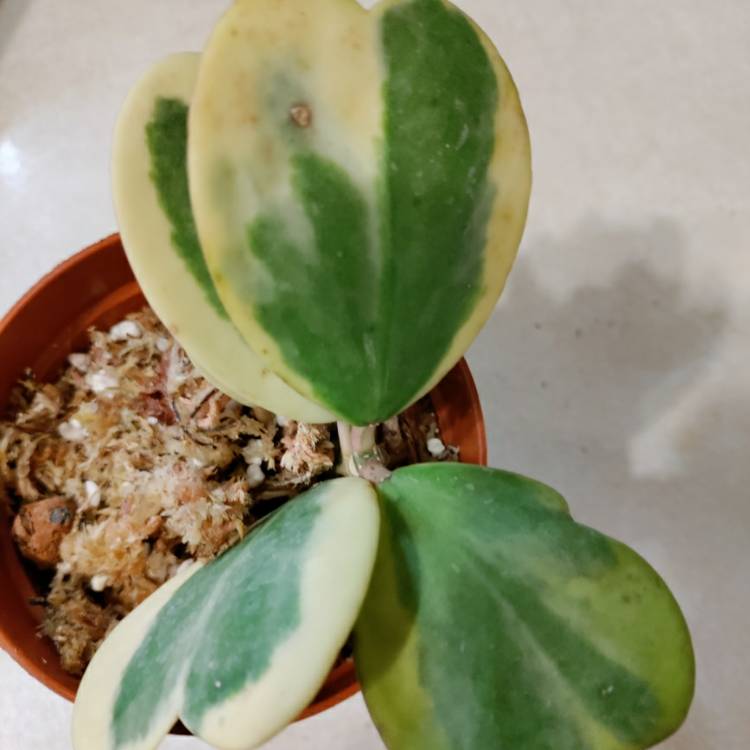 Plant image Hoya Kerrii Variegata