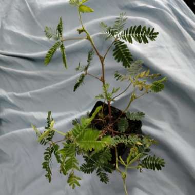 Sensitive Plant