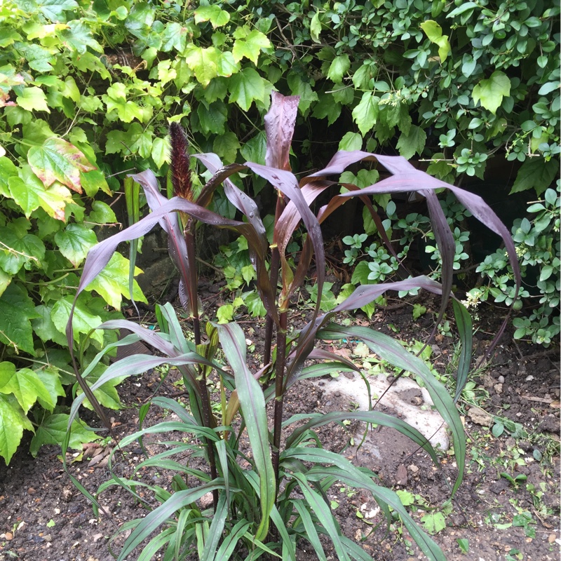 Plant image Pennisetum glaucum 'Purple Majesty'