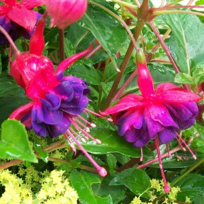 Fuchsia 'Dollar Princess'