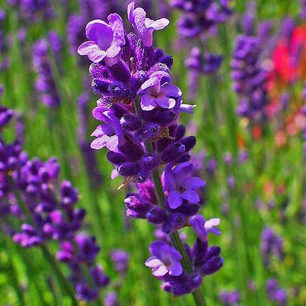 Lavender (Species) English Lavender