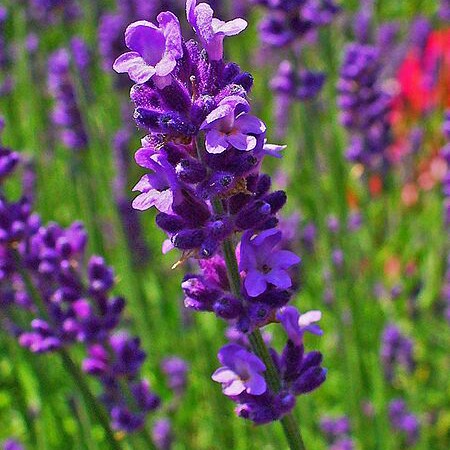 Lavender (Species) English Lavender